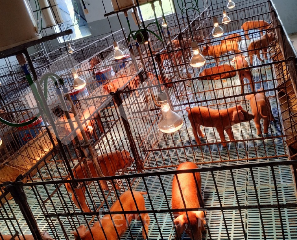 Figura 1: Su&iacute;nos gourmet na fase de creche. Arquivo pessoal do autor.&nbsp;
