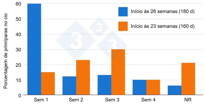 Figura 1: Efeito da idade das prim&iacute;paras&nbsp;na resposta &agrave; exposi&ccedil;&atilde;o ao macho (Van Vettere et al. 2005)
