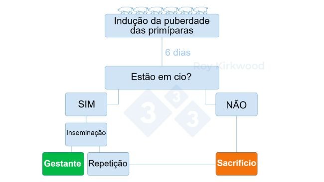 Figura 2: Protocolo proposto de acordo com a resposta ao tratamento de indução da puberdade. Nota: se você observar <70% de primíparas no cio 6 dias após o tratamento--> é provável que você tenha problemas com a detecção do cio.
