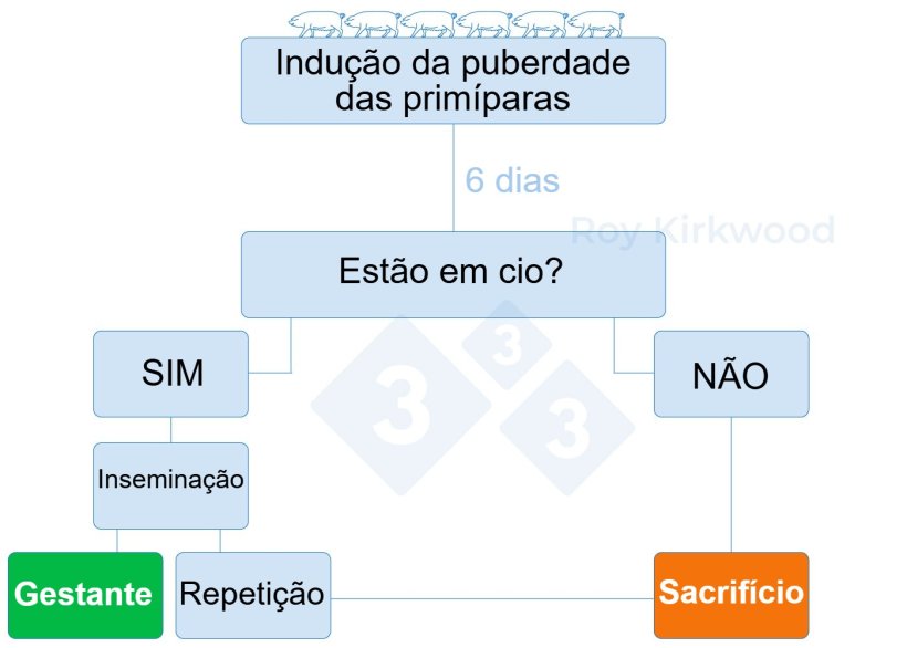 Figura 2: Protocolo proposto de acordo com a resposta ao tratamento de indu&ccedil;&atilde;o da puberdade. Nota: se voc&ecirc; observar <70% de prim&iacute;paras no cio 6 dias ap&oacute;s o tratamento--> &eacute; prov&aacute;vel que voc&ecirc; tenha problemas com a detec&ccedil;&atilde;o do cio.
