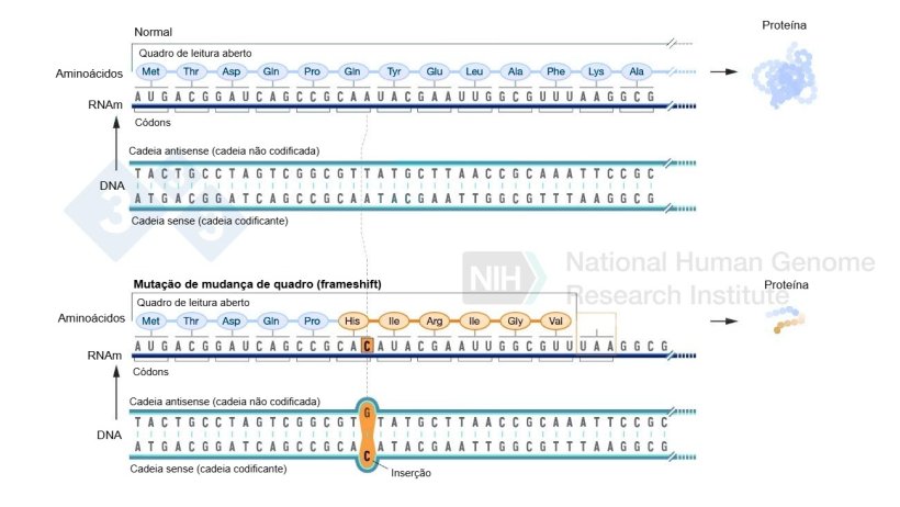 Figura 2. Exemplo de inser&ccedil;&atilde;o de um nucleot&iacute;deo que representa uma mudan&ccedil;a no quadro de leitura e resulta na forma&ccedil;&atilde;o de amino&aacute;cidos diferentes dos normais e por fim um c&oacute;don de parada que interrompe a forma&ccedil;&atilde;o de mais amino&aacute;cidos para aquela prote&iacute;na. Fonte: https://www.genome.gov/es/genetics-glossary/Mutacion-con-cambio-del-marco-de-lectura
