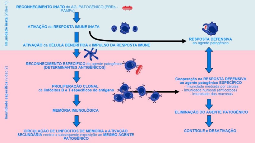 Figura 1. Fase de in&iacute;cio, ativa&ccedil;&atilde;o e progress&atilde;o da imunidade inata e espec&iacute;fica contra um agente patog&ecirc;nico.
