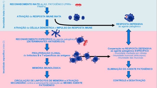 Figura 1. Fase de início, ativação e progressão da imunidade inata e específica contra um agente patogênico.