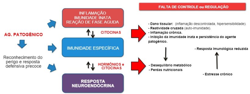 Figura 2b: Intera&ccedil;&atilde;o entre imunidade e resposta neuroend&oacute;crina na evolu&ccedil;&atilde;o n&atilde;o controlada da imunidade/inflama&ccedil;&atilde;o: a inflama&ccedil;&atilde;o cr&ocirc;nica ou a infec&ccedil;&atilde;o persistente est&atilde;o associadas a transtornos metab&oacute;licos.
