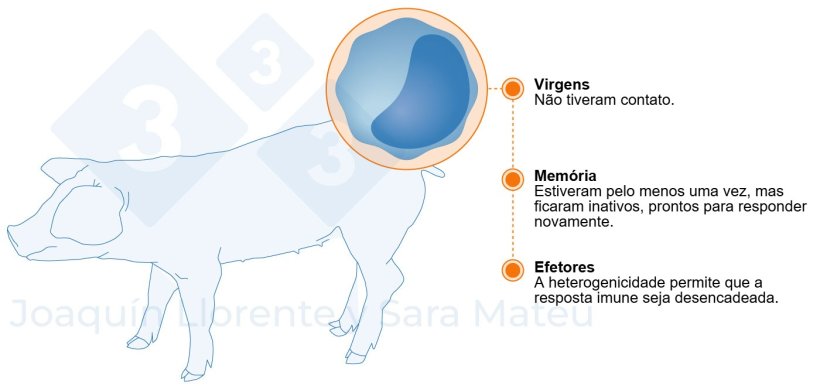 Figura 2. Est&aacute;gios funcionais dos linf&oacute;citos.
