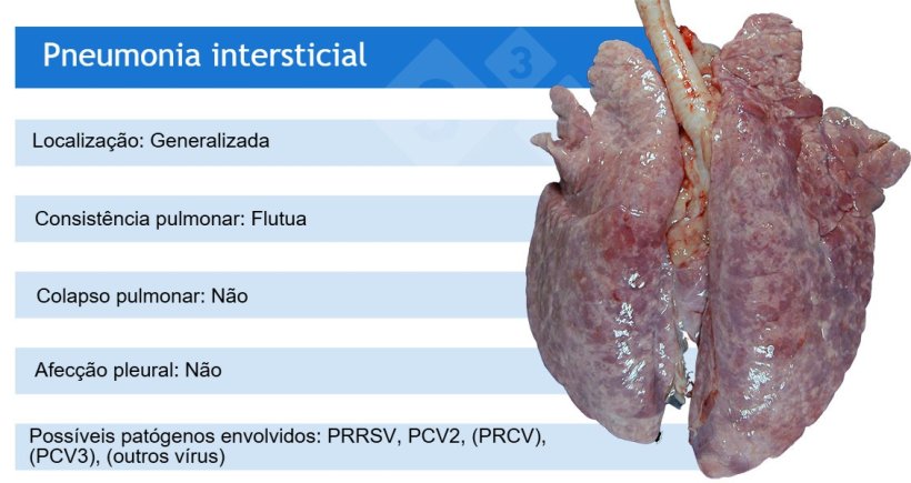PRRSV:&nbsp;v&iacute;rus da s&iacute;ndrome reprodutiva e respirat&oacute;ria su&iacute;na; PCV2:&nbsp;circov&iacute;rus su&iacute;no 2; PRCV:&nbsp;coronav&iacute;rus respirat&oacute;rio su&iacute;no;&nbsp;PCV3:&nbsp;circov&iacute;rus su&iacute;no&nbsp;3.
PRCV, PCV3 e outros v&iacute;rus, como adenov&iacute;rus, v&iacute;rus da doen&ccedil;a de Aujeszky e outros, costumam causar pneumonia intersticial leve.
