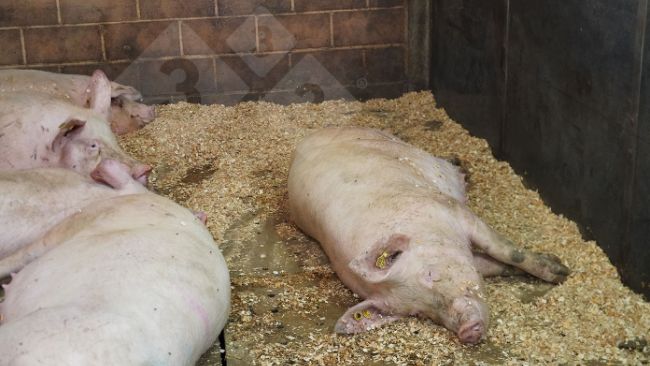 Foto 1. Matrizes descansando.
