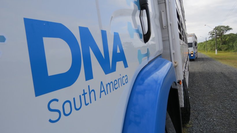 A DNA South America &eacute; parceira exclusiva da DNA Swine Genetics, multinacional de origem norte-americana.
