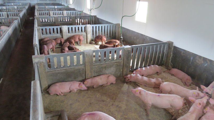 Animais DNA South America.
