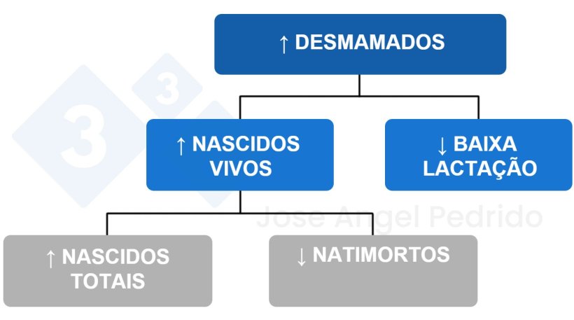 Figura 1: &Aacute;rvore de decis&atilde;o para aumentar leit&otilde;es desmamados.
