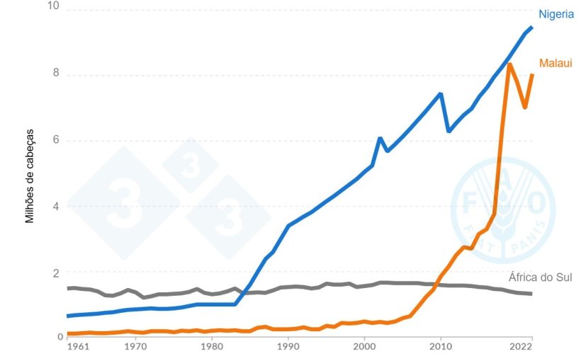 Gr&aacute;fico do censo su&iacute;no que mostra a tend&ecirc;ncia de crescimento na Nig&eacute;ria, Malaui e &Aacute;frica do Sul entre 1961 e 2022. Fonte: Organiza&ccedil;&atilde;o das Na&ccedil;&otilde;es Unidas para a Alimenta&ccedil;&atilde;o e a Agricultura (FAO, 2023).
