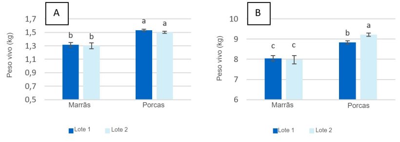 Figura 2. Peso ao nascer dos leit&otilde;es (A) e ao desmame (dia 28 da lacta&ccedil;&atilde;o) (B) de marr&atilde;s e porcas alimentadas com no m&aacute;ximo 2,80 kg/dia (lote 1) e 4,20 kg/dia (lote 2) de ra&ccedil;&atilde;o durante os dias anteriores ao parto.
