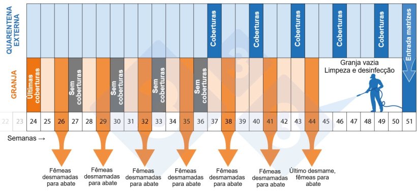 Figura 2. Cronograma do programa de despovoamento e repovoamento.
