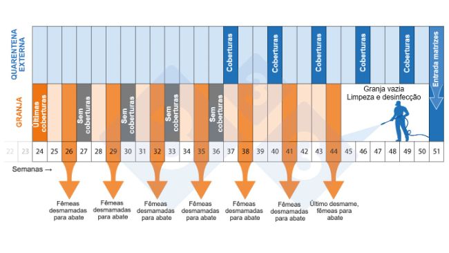 Figura 2. Cronograma do programa de despovoamento e repovoamento.

