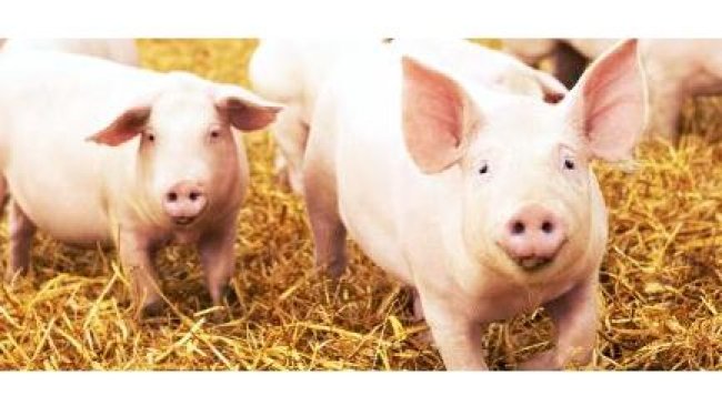 Bem-estar de suínos