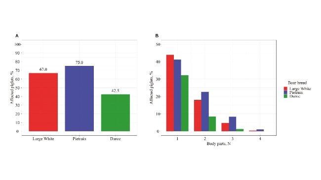 Porcentagem de leitões de cada raça de reprodutor com ao menos uma parte do corpo afetada por SINS (A) e porcentagem de leitões afetados por SINS de acordo com o número de partes do corpo afetadas e a raça do reprodutor (B).