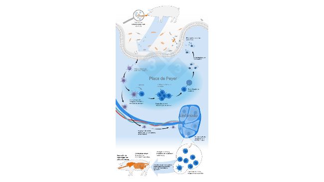 Esquema da ativa&ccedil;&atilde;o do sistema imune comum de mucosas por vacina oral