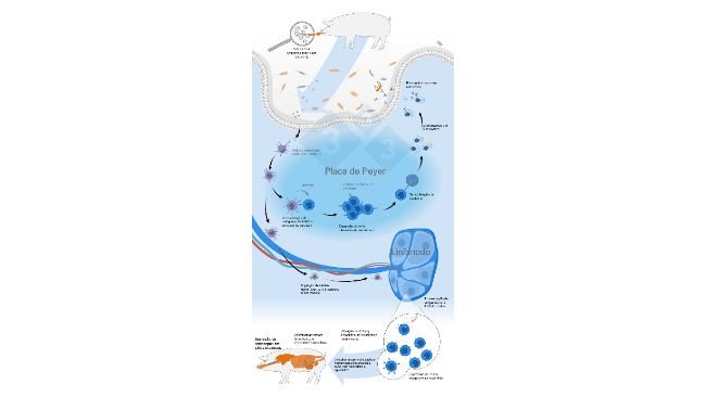 Esquema da ativação do sistema imune comum de mucosas por vacina oral