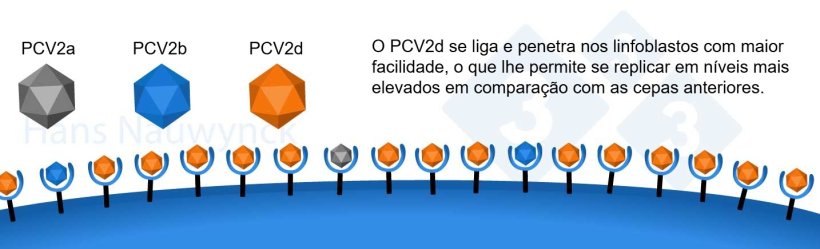 O PCV2 &eacute; um v&iacute;rus em constante evolu&ccedil;&atilde;o. O PCV2d se tornou a cepa dominante atualmente, tendo modificado sua superf&iacute;cie para se ligar melhor aos receptores presentes nos linfoblastos.
