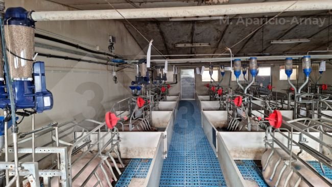 Foto 2. Alimentación de precisión durante la lactancia de las cerdas.