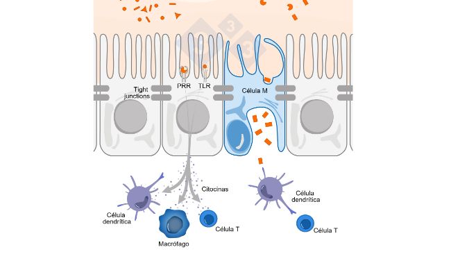 Figura 1. Esquema ilustrativo do mecanismo de atua&ccedil;&atilde;o de c&eacute;lulas imunes intestinais frente &agrave; amea&ccedil;as externas.
