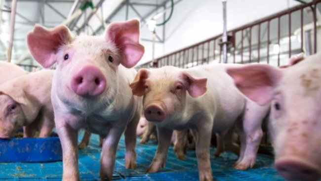 Dinâmica da infecção por Mycoplasma hyopneumoniae, sinais clínicos e resposta do hospedeiro.