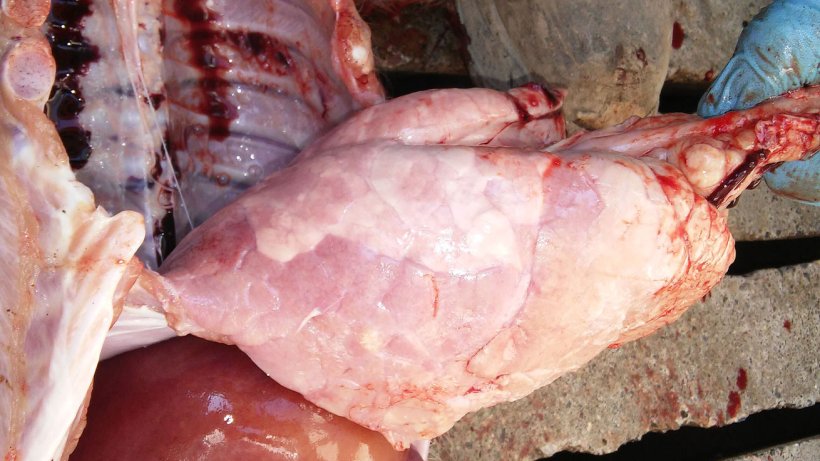 Figura 7. Neumon&iacute;a interstitial con una consolidaci&oacute;n pulmonar marcada del l&oacute;bulo diafragm&aacute;tico ventral.
