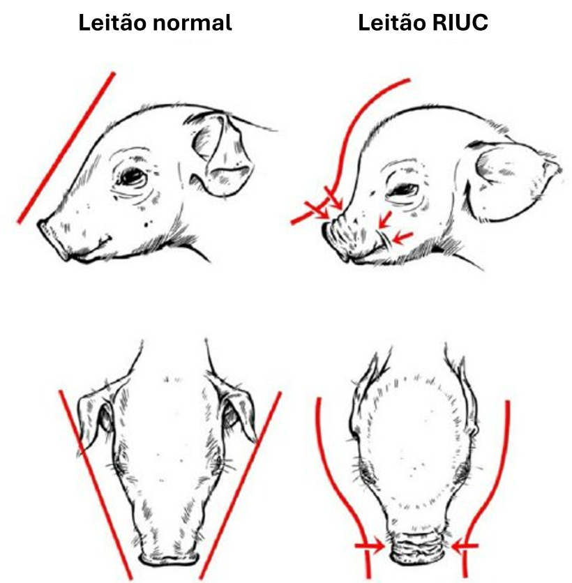 Figura 2. Caracter&iacute;stica de cr&acirc;nio em formato de "cabe&ccedil;a de golfinho em leit&otilde;es RIUC (Hales et al., 2014).
