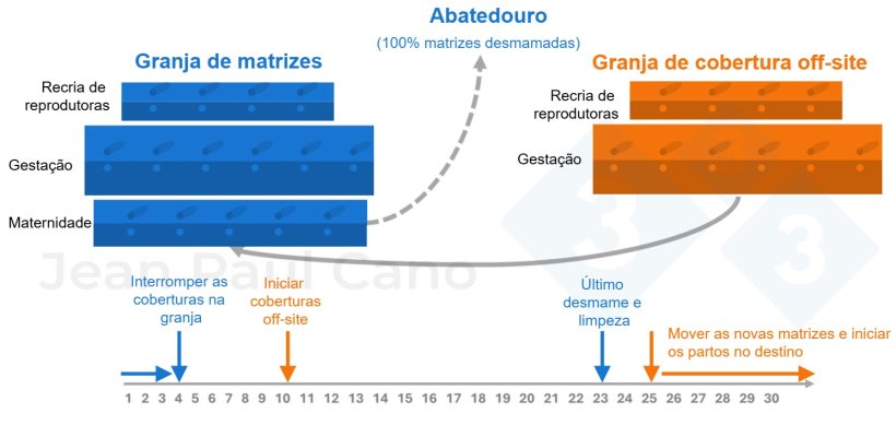 Figura 2. Diagrama de linha do tempo e fluxo de animais durante o despovoamento&nbsp;e repovoamento.
