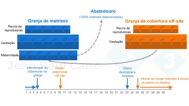 Figura 2. Diagrama de linha do tempo e fluxo de animais durante o despovoamento&nbsp;e repovoamento.
