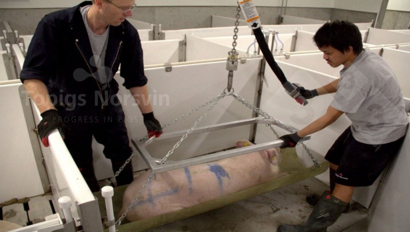 Figura 2. Los animales son sedados para mantenerlos calmados durante el proceso.
