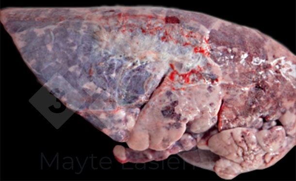 Pleurite&nbsp;dorsocaudal
