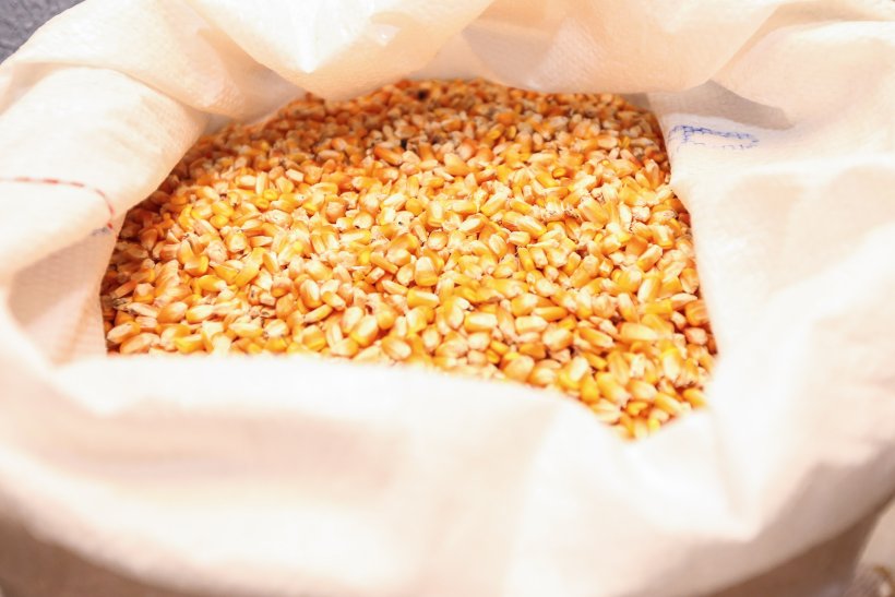 Milho. Curitiba, 26/06/2019 - Foto: Geraldo Bubniak/AEN
