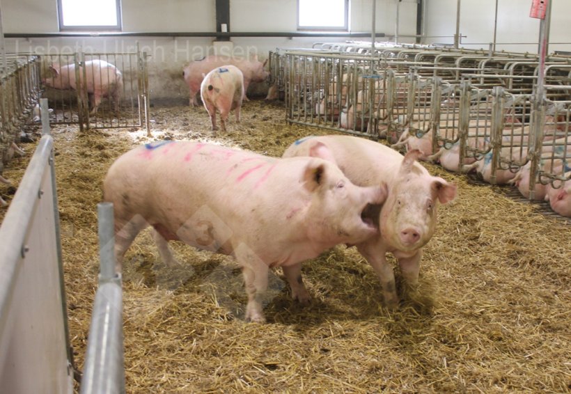 Foto 1: Baia de cobertura dinamarquesa utilizada para a mistura &ndash; cama profunda com palha
