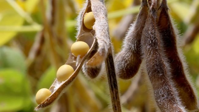 Foto:Jaelson Lucas / Arquivo AEN