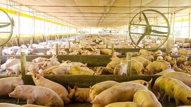 Fonte: Divulgação Embrapa