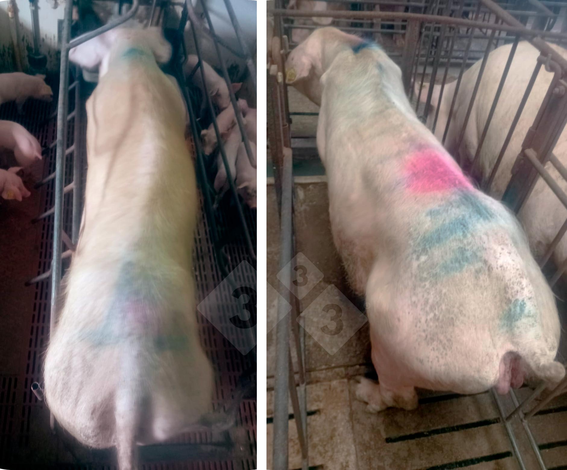 Cerdas con la sintomatolog&iacute;a observada