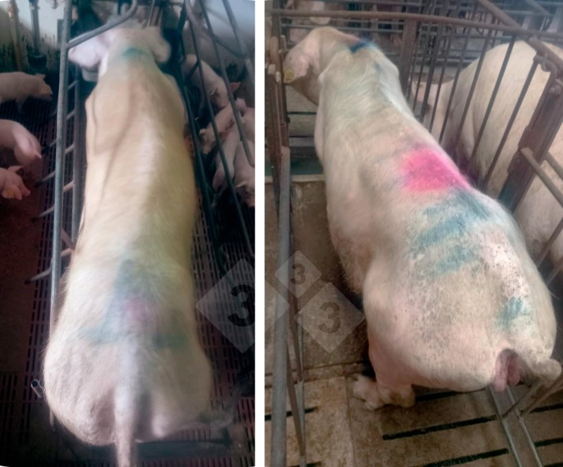 Imagem 1. Porcas com a sintomatologia observada
