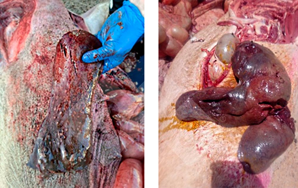 Lesiones hep&aacute;ticas observadas en las necropsias