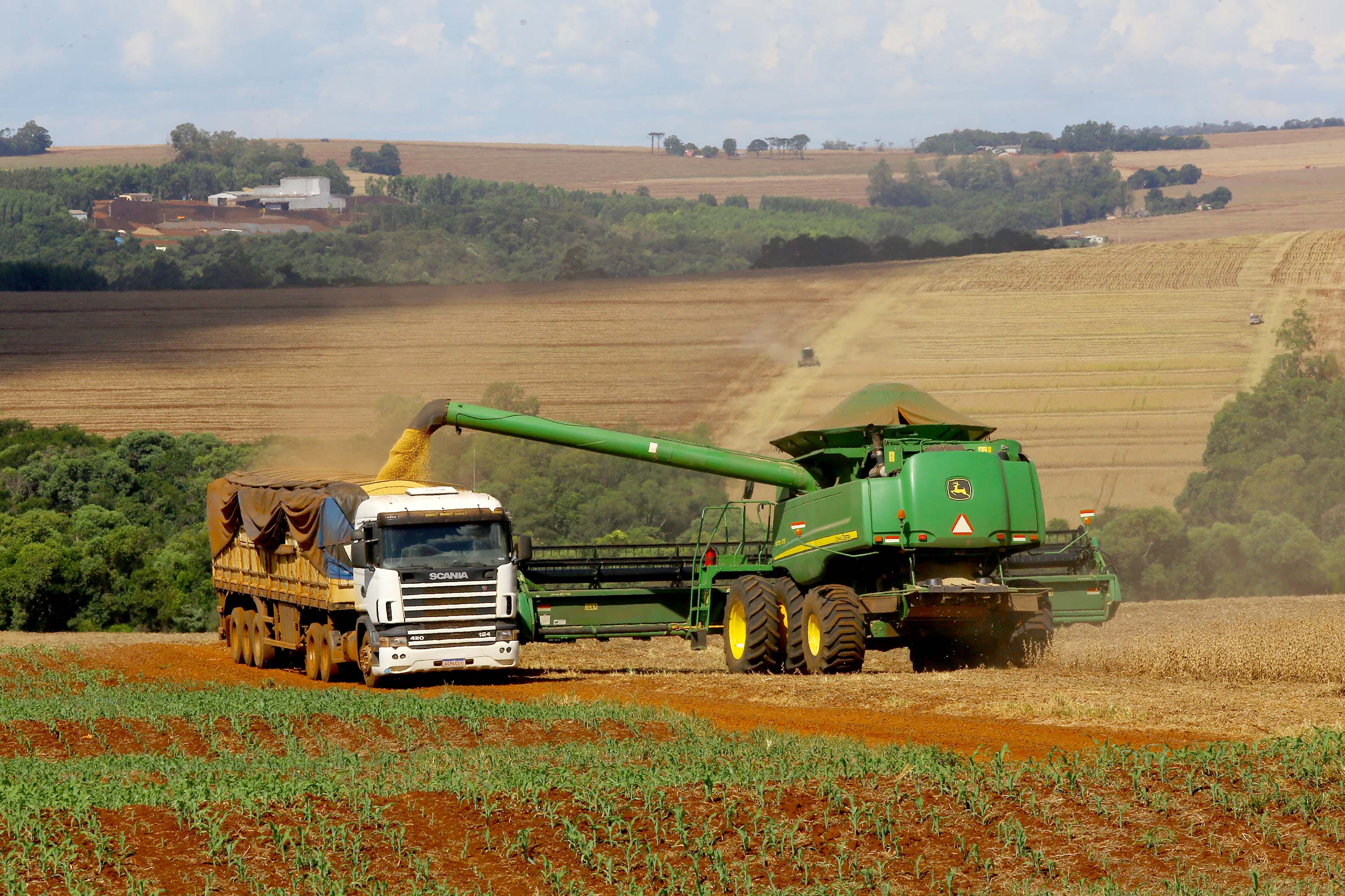 Soja e milho impulsionam produção no PR com estimativa de 39,1 mi ton