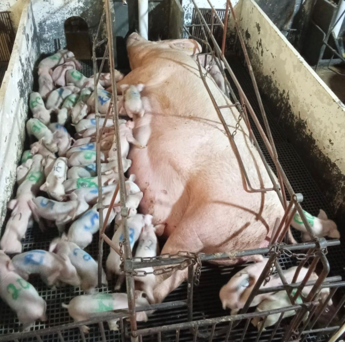 Granja registra nascimento de 46 leitões vivos - Piedade de Ponte Nova
