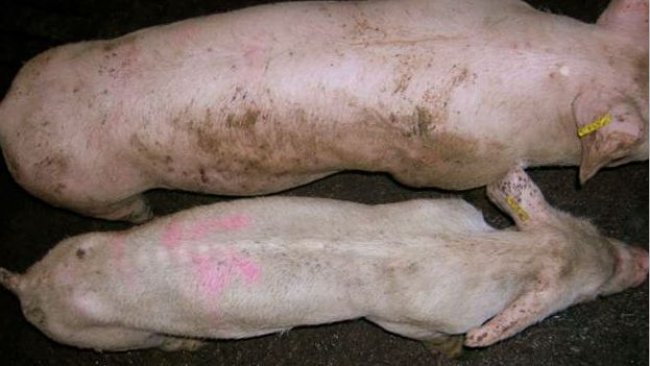 Animais afetados pela Síndrome Multissistêmica do Definhamento Pós-Desmame