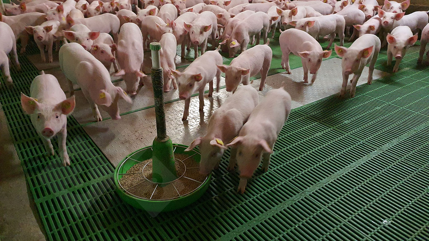 O consumo precoce após o desmame: o verdadeiro ponto de inflexão