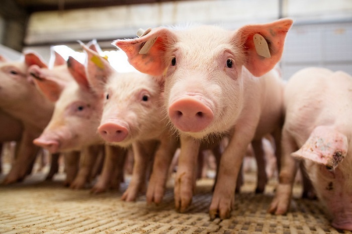 Comissão Nacional de Aves e Suínos debate sanidade, reforma e sucessão