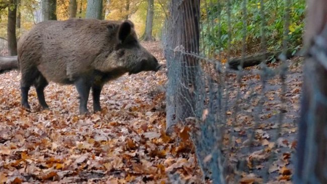 Peste Suína Africana