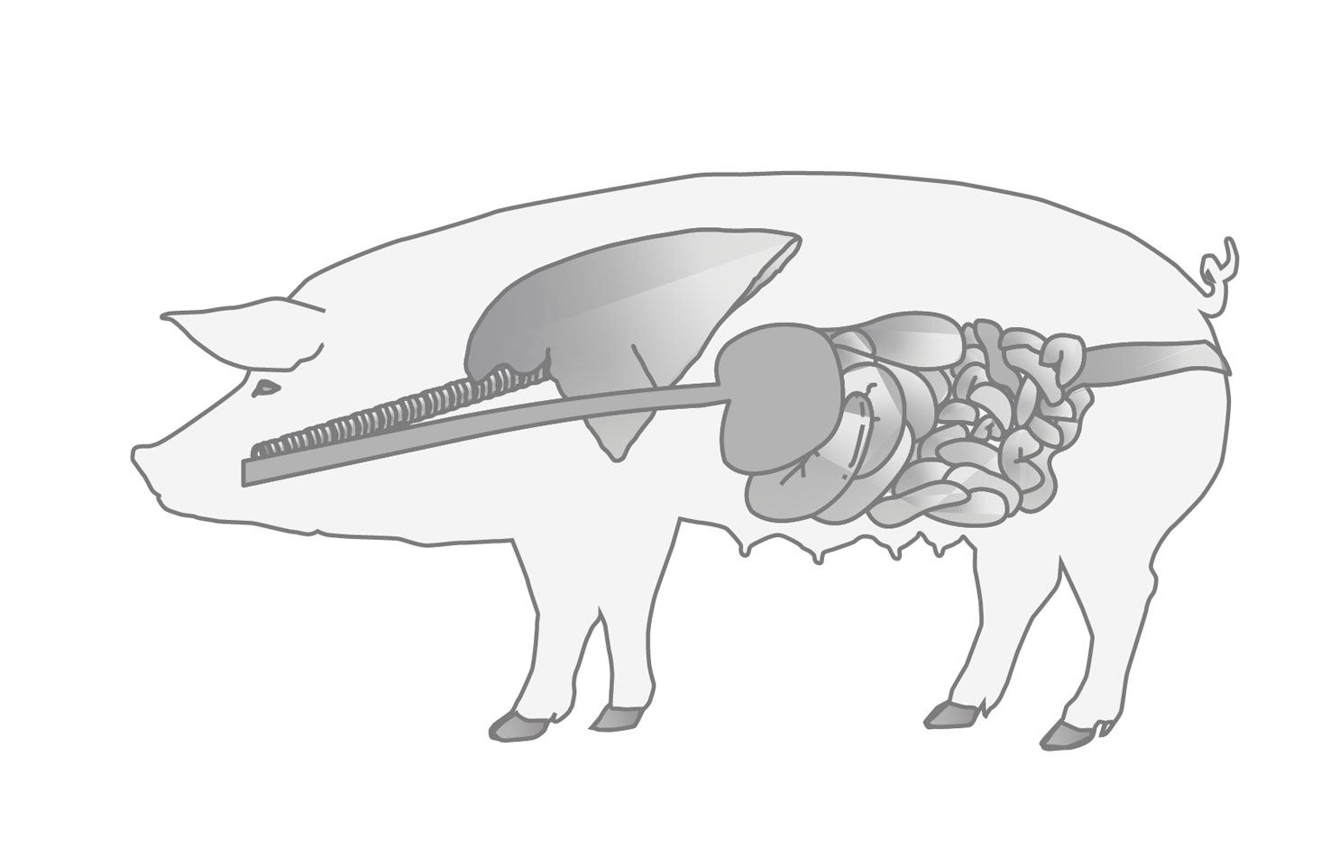 Eixo intestino–pulmão: repensando os processos respiratórios