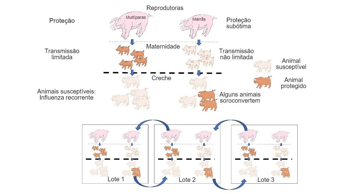 Figura 1: A transmiss&atilde;o &eacute; reduzida em animais que obt&ecirc;m prote&ccedil;&atilde;o de maior qualidade (leit&otilde;es de porcas mult&iacute;paras) do que em leit&otilde;es filhos de marr&atilde;s. Na&nbsp;creche os animais que foram infectados na presen&ccedil;a de um certo n&iacute;vel de anticorpos maternos n&atilde;o desenvolver&atilde;o ativamente a imunidade, de modo que o v&iacute;rus pode infectar e causar gripe recorrente. Por fim, a presen&ccedil;a num &uacute;nico momento de diferentes lotes de diferentes idades de animais facilita a transmiss&atilde;o do v&iacute;rus entre lotes, perpetuando a infec&ccedil;&atilde;o.
