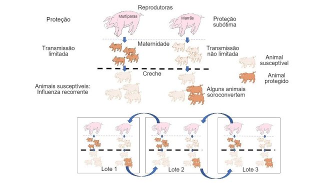 Figura 1: A transmissão é reduzida em animais que obtêm proteção de maior qualidade (leitões de porcas multíparas) do que em leitões filhos de marrãs. Na creche os animais que foram infectados na presença de um certo nível de anticorpos maternos não desenvolverão ativamente a imunidade, de modo que o vírus pode infectar e causar gripe recorrente. Por fim, a presença num único momento de diferentes lotes de diferentes idades de animais facilita a transmissão do vírus entre lotes, perpetuando a infecção.