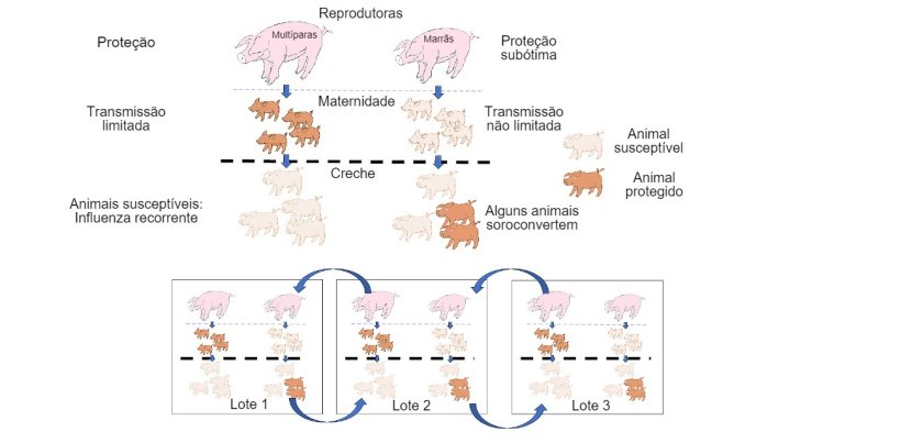 Figura 1: A transmiss&atilde;o &eacute; reduzida em animais que obt&ecirc;m prote&ccedil;&atilde;o de maior qualidade (leit&otilde;es de porcas mult&iacute;paras) do que em leit&otilde;es filhos de marr&atilde;s. Na&nbsp;creche os animais que foram infectados na presen&ccedil;a de um certo n&iacute;vel de anticorpos maternos n&atilde;o desenvolver&atilde;o ativamente a imunidade, de modo que o v&iacute;rus pode infectar e causar gripe recorrente. Por fim, a presen&ccedil;a num &uacute;nico momento de diferentes lotes de diferentes idades de animais facilita a transmiss&atilde;o do v&iacute;rus entre lotes, perpetuando a infec&ccedil;&atilde;o.
