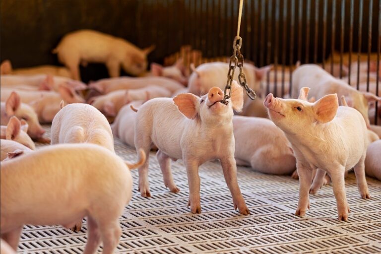 Certificações internacionais atestam bem-estar animal na Aurora